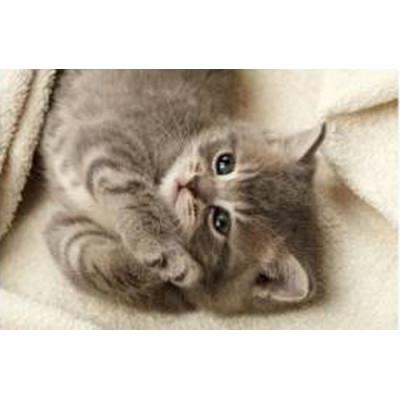 Поднос на подушке "Котенок"-foto2